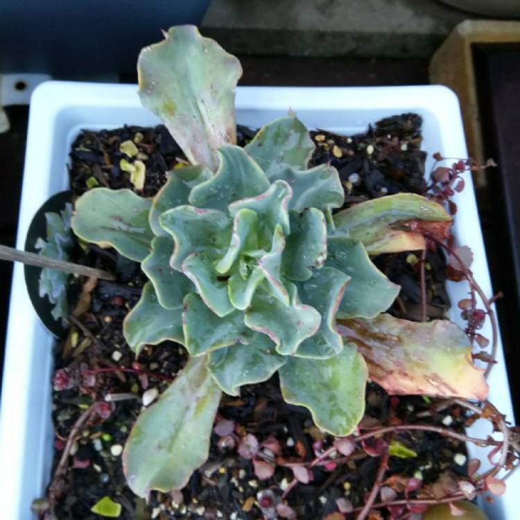 plant image 1109753 plant image 1109753
