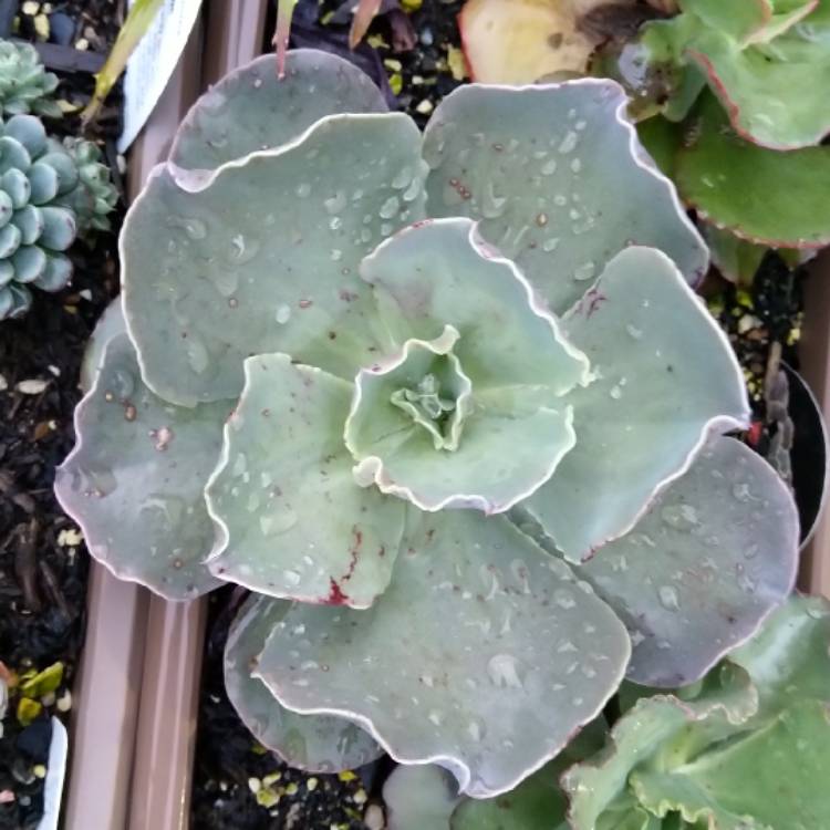 plant image 1109841 plant image 1109841