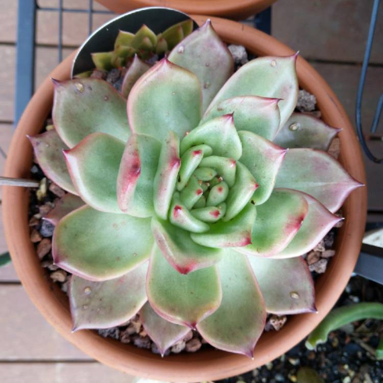 plant image 1110972 plant image 1110972