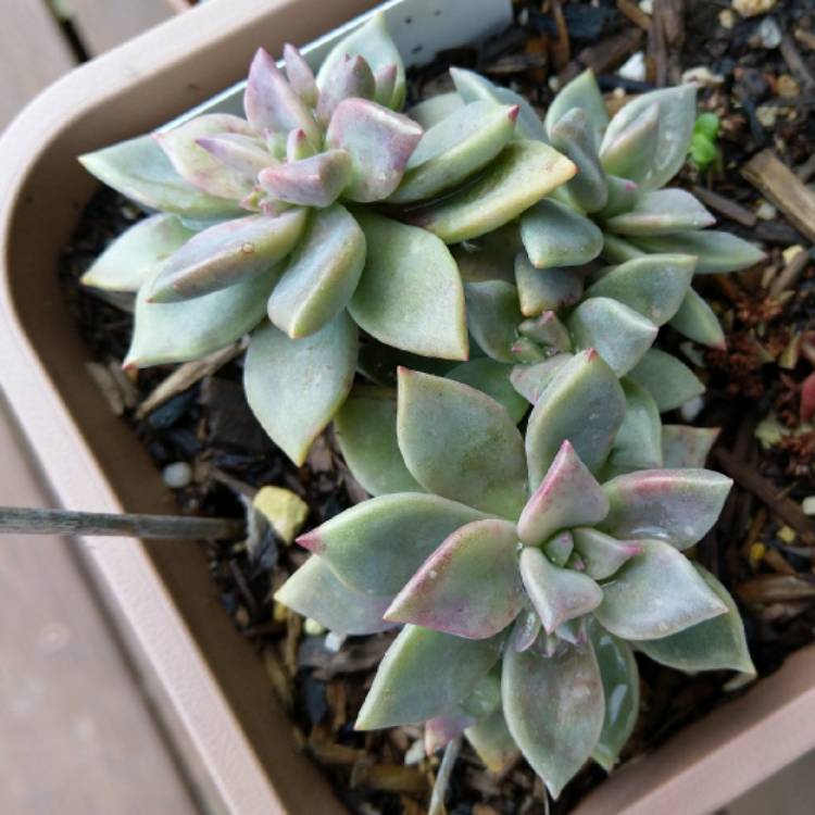 plant image 1110995