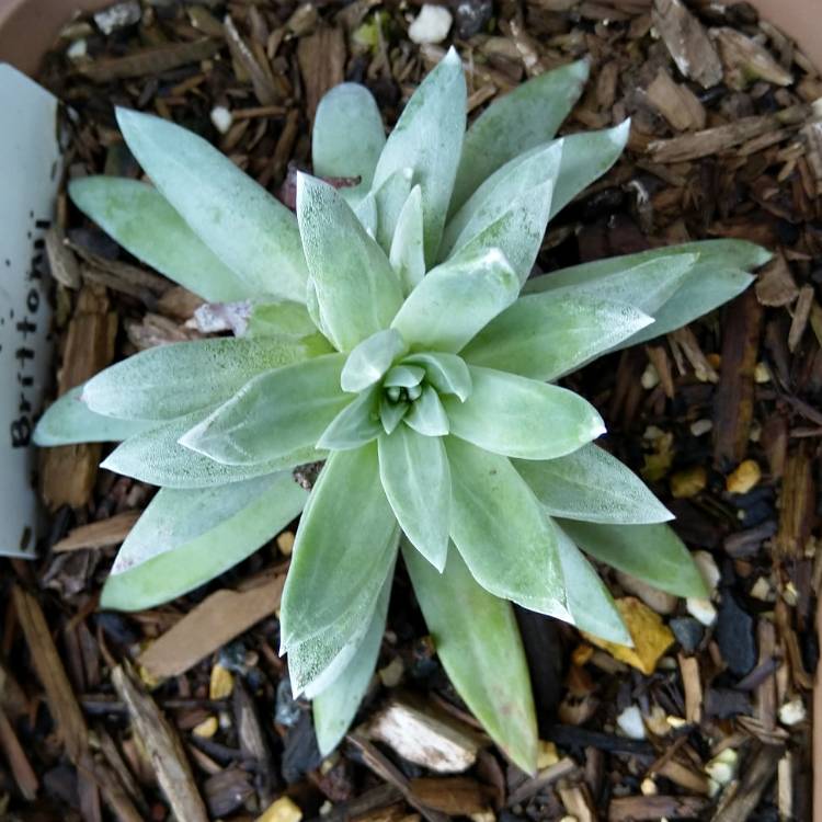 plant image 1111011