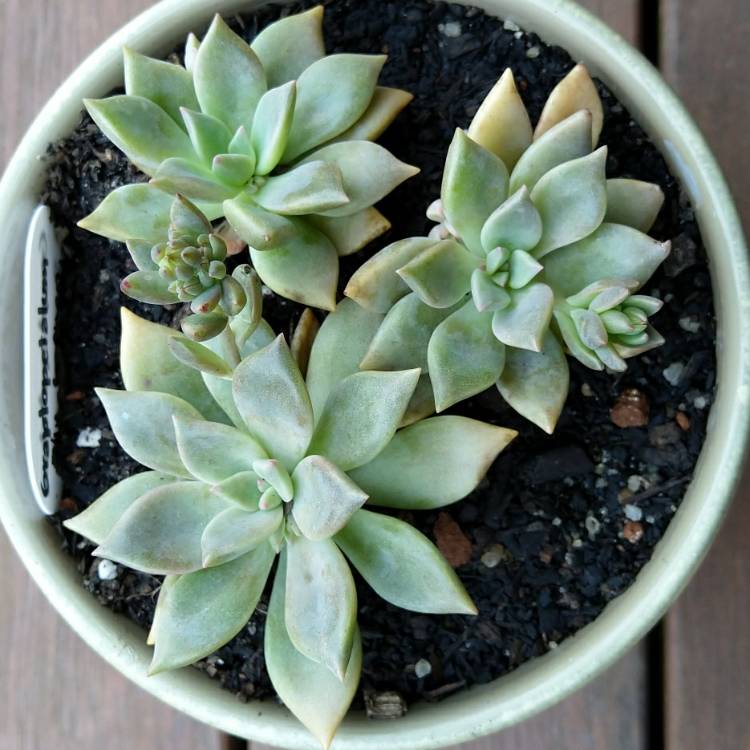 plant image 1115447