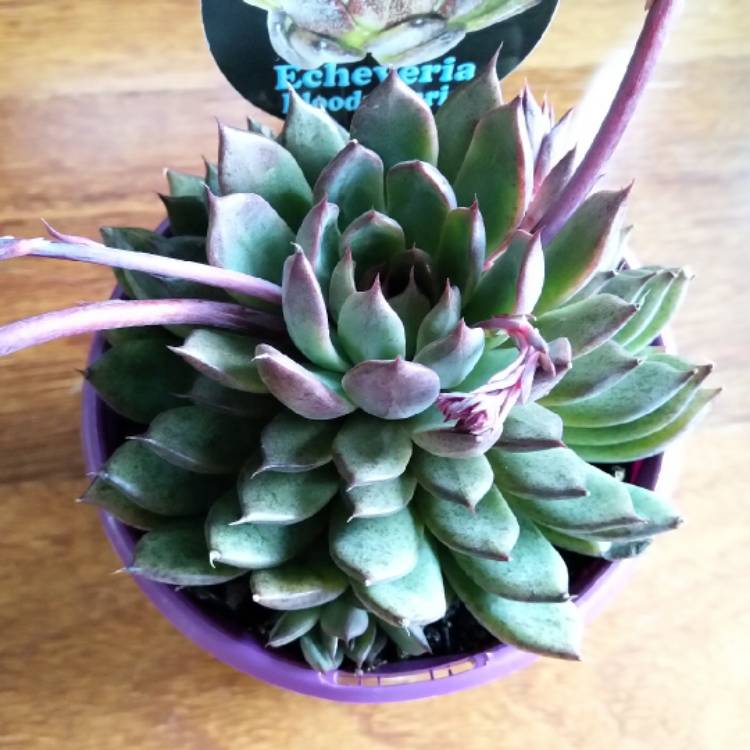plant image 1125561