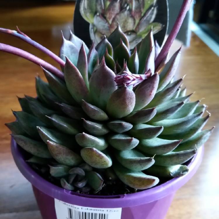 plant image 1125562
