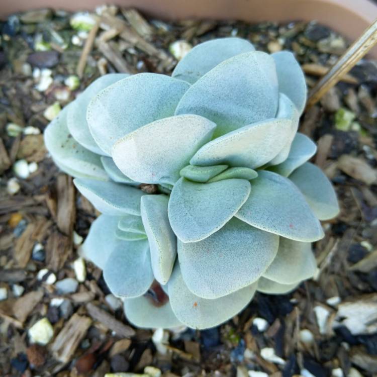 plant image 1130509