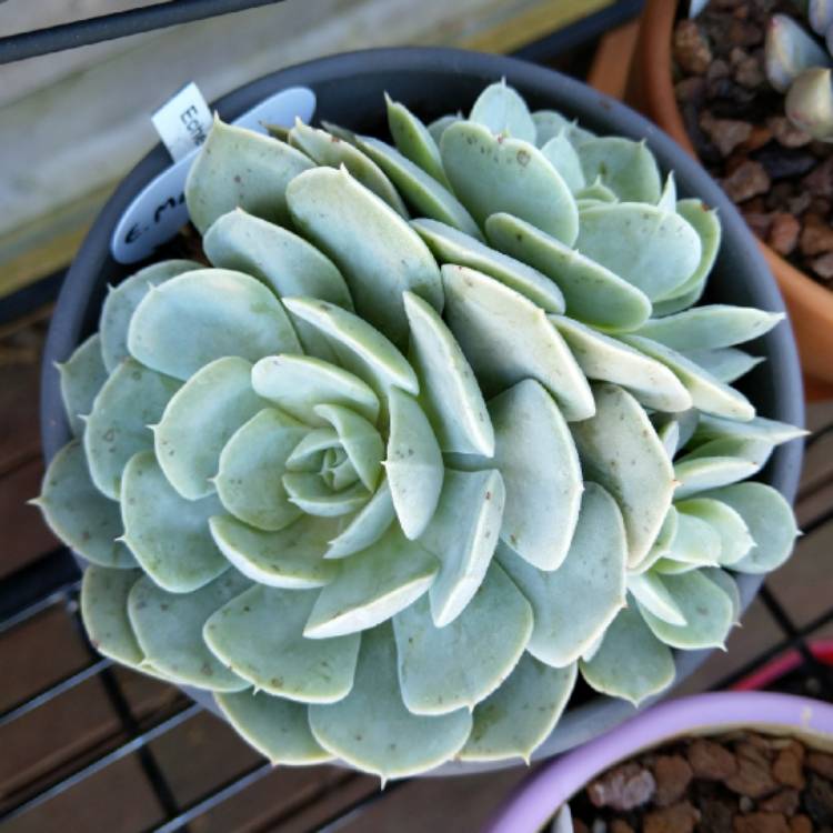 Plant image Echeveria Marzipan