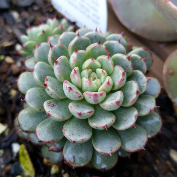 Plant image Echeveria Minima White Form