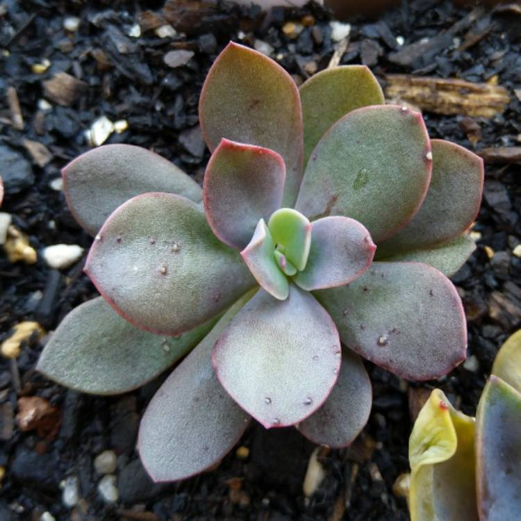 plant image 1141186