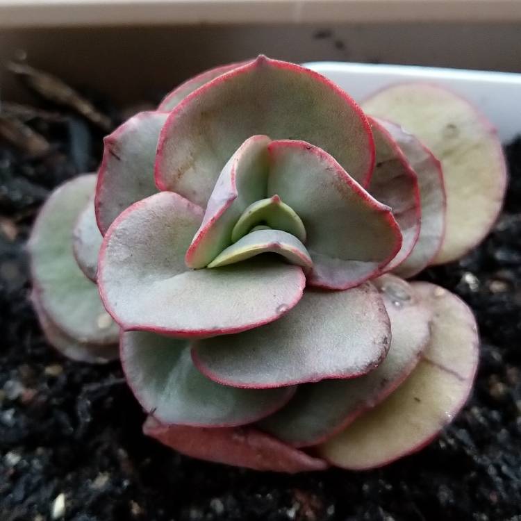Plant image Echeveria Suyon