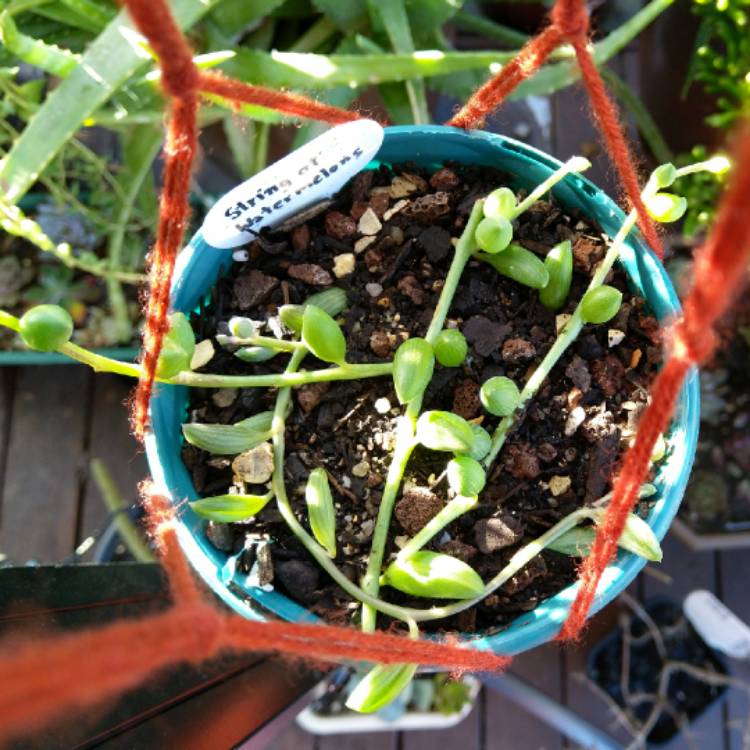 plant image 1149765