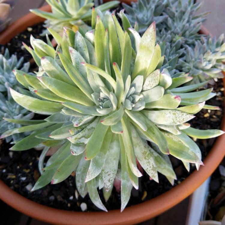 plant image 1154676