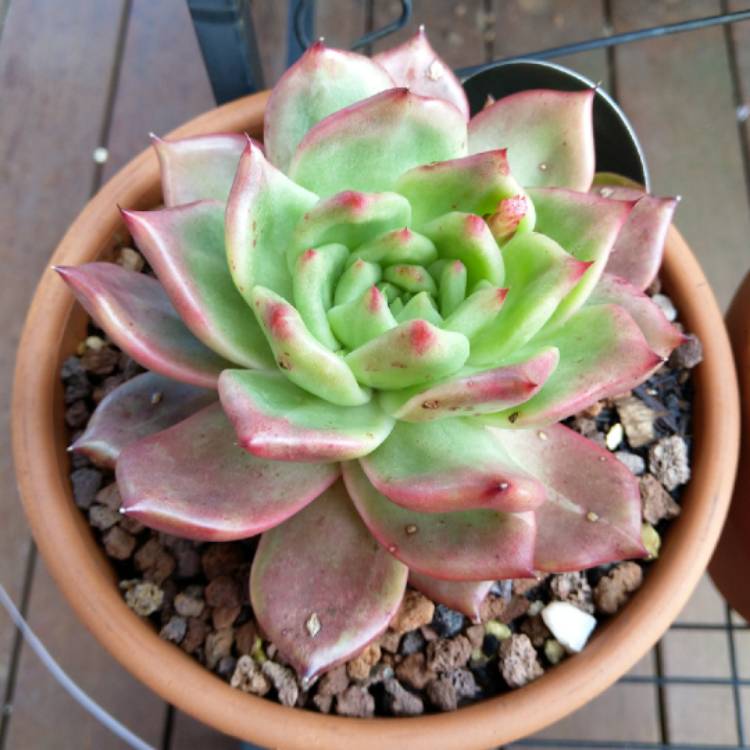 plant image 1161017 plant image 1161017
