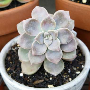 xGraptoveria Mauve Accord