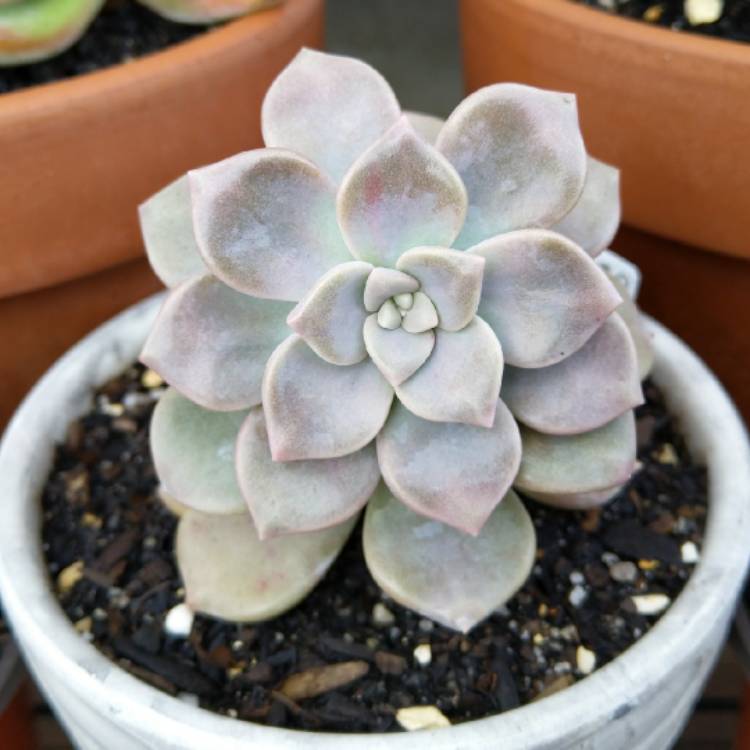 plant image 1161030