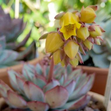 Echeveria 'Moon Godess'