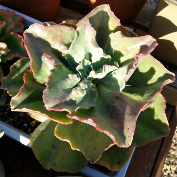 plant image 1170556 plant image 1170556