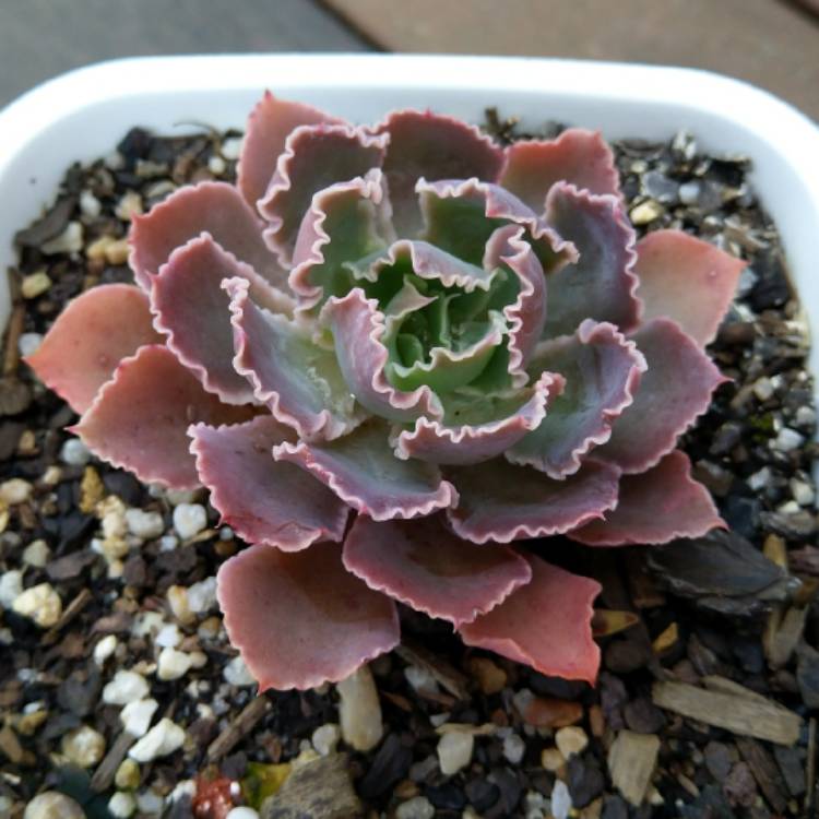 plant image 1172238