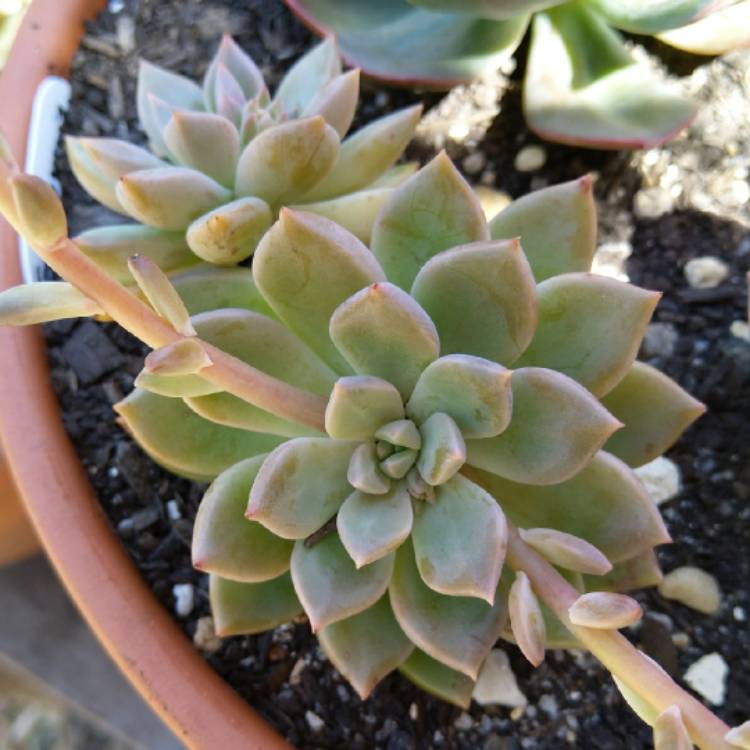 plant image 1178013