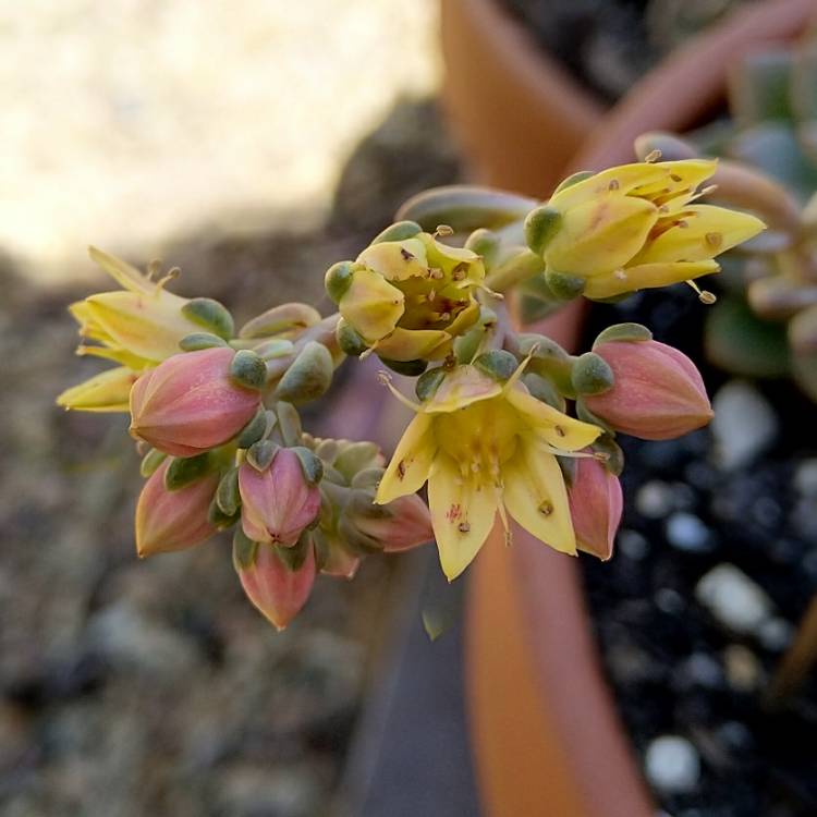 Plant image xGraptoveria Rapeco