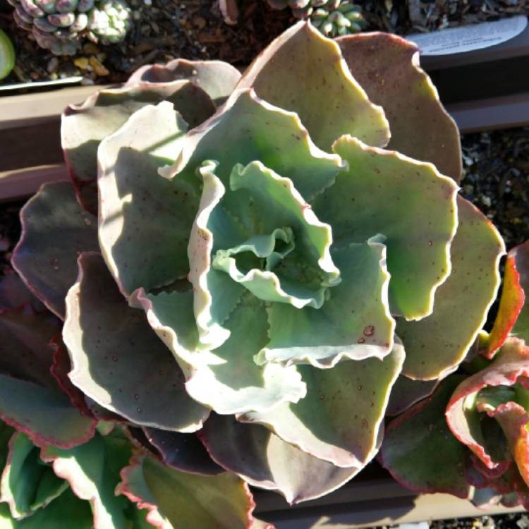 plant image 1182736 plant image 1182736