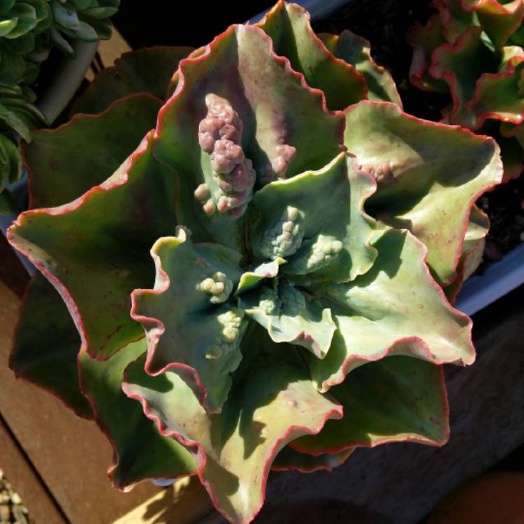 plant image 1182737 plant image 1182737