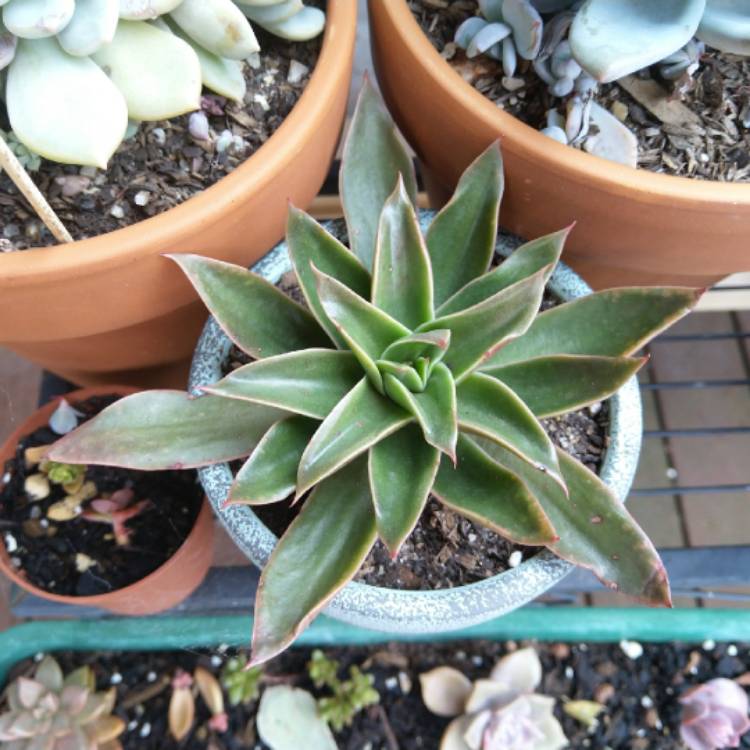 Plant image Echeveria Rubella