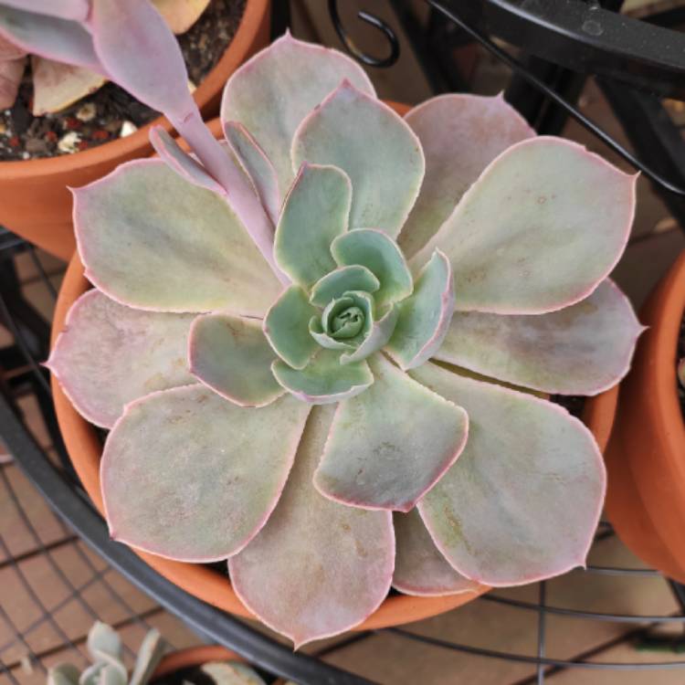 plant image 1209262 plant image 1209262