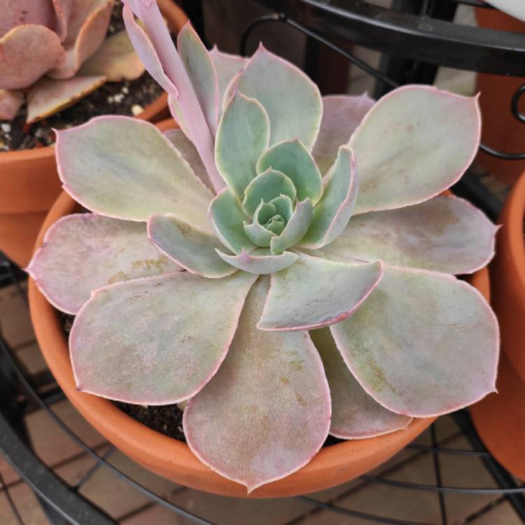 plant image 1209263 plant image 1209263