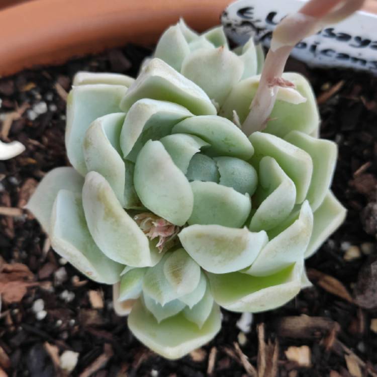 Plant image Echeveria Lindsayana x Albicans