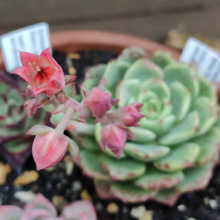 plant image 1215434