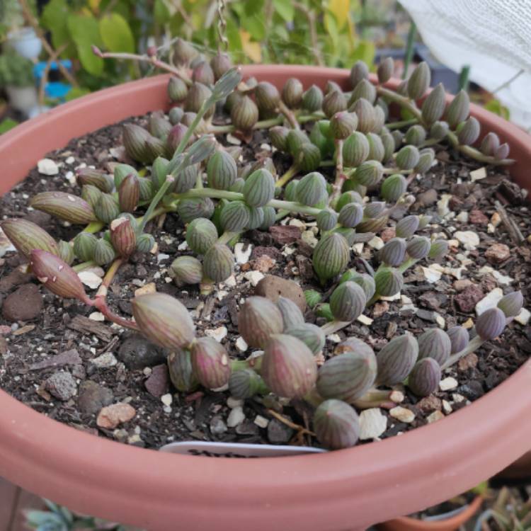 plant image 1215437