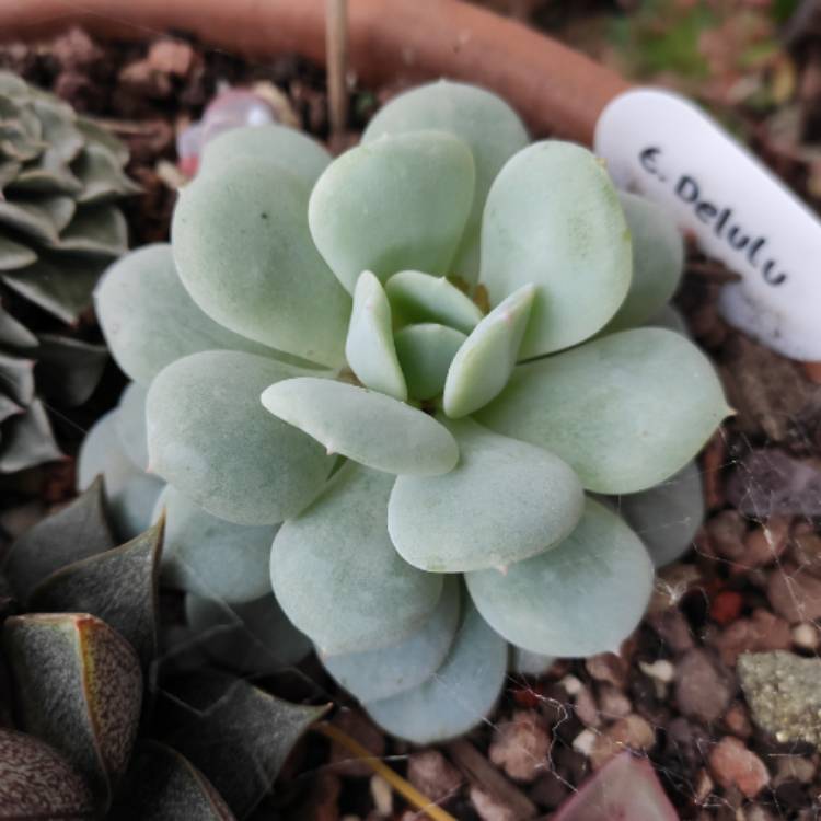 Plant image Echeveria Derlu