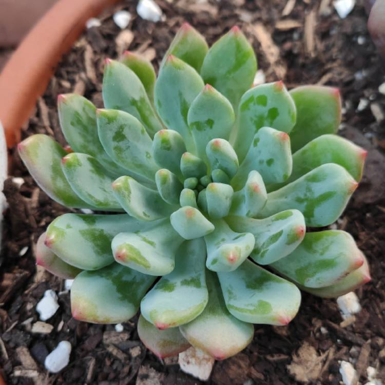 plant image 1218669
