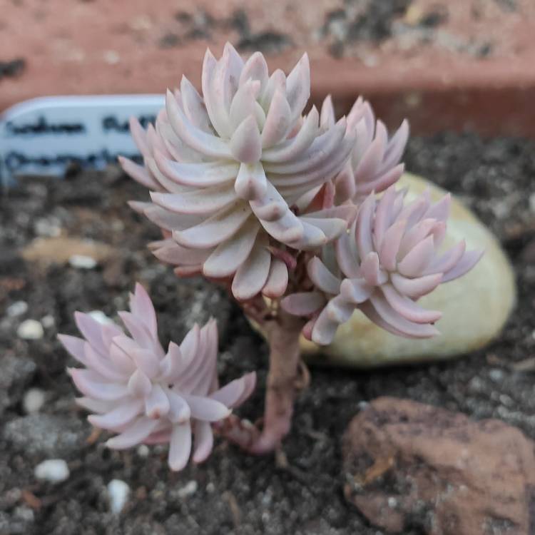 Plant image Sedum reflexum var. chameleon