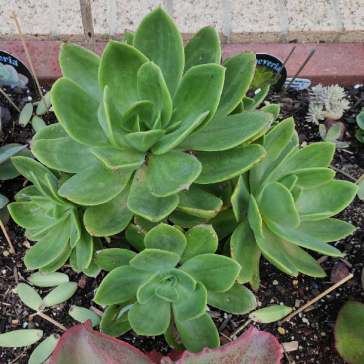 plant image 1233457 plant image 1233457
