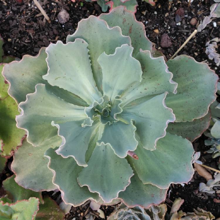 plant image 1233460 plant image 1233460