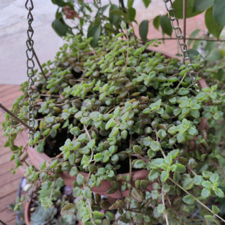 Plant image Coleus prostratus syn. Plectranthus prostratus