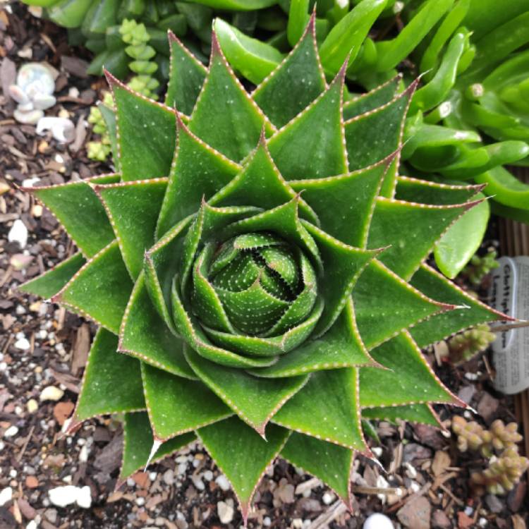 plant image 1237526 plant image 1237526