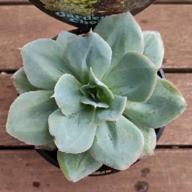 Echeveria Cloudburst