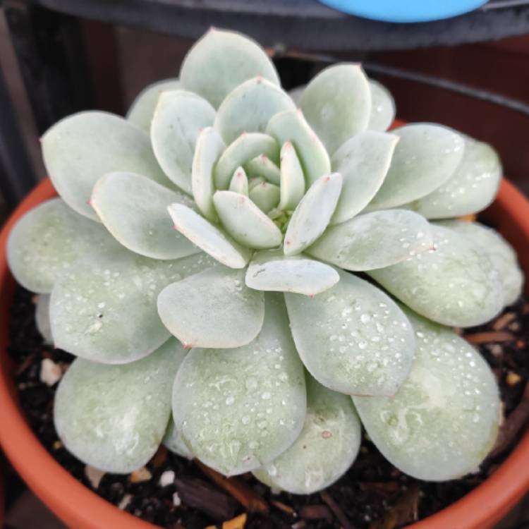 plant image 1308740