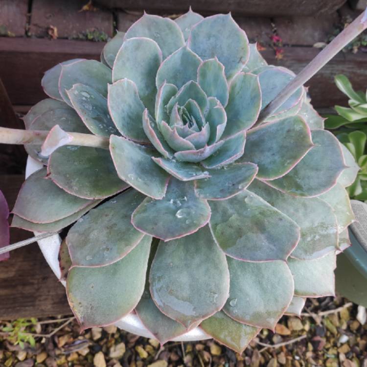 plant image 1309657 plant image 1309657