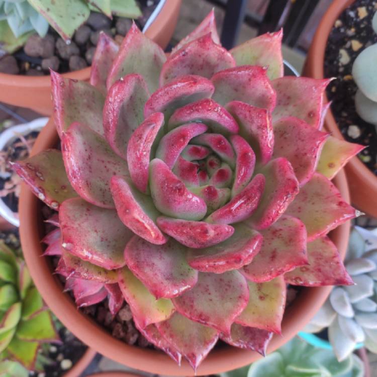 plant image 1309717 plant image 1309717