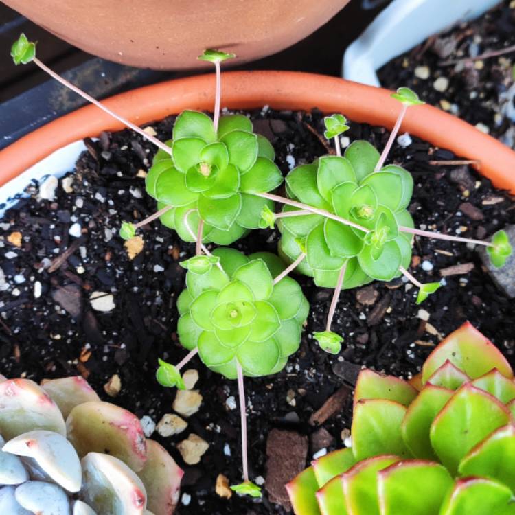 Plant image Crassula 'Orbicularis'