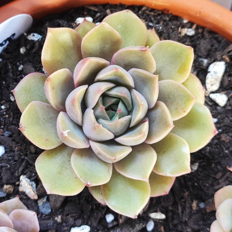 Plant image Echeveria Parks Pop Candy