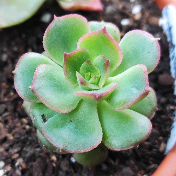 plant image 1356263