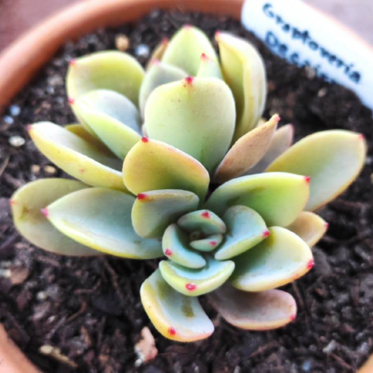 Plant image xGraptoveria Decairn