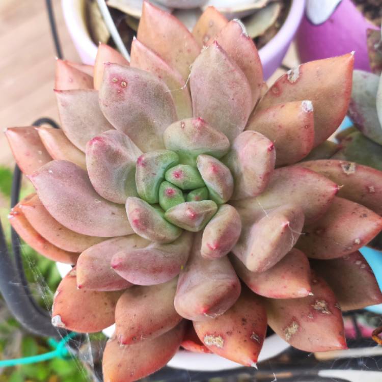 Plant image x Pachyveria glauca 'Little Jewel'