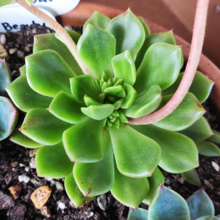 Plant image Echeveria Leisal