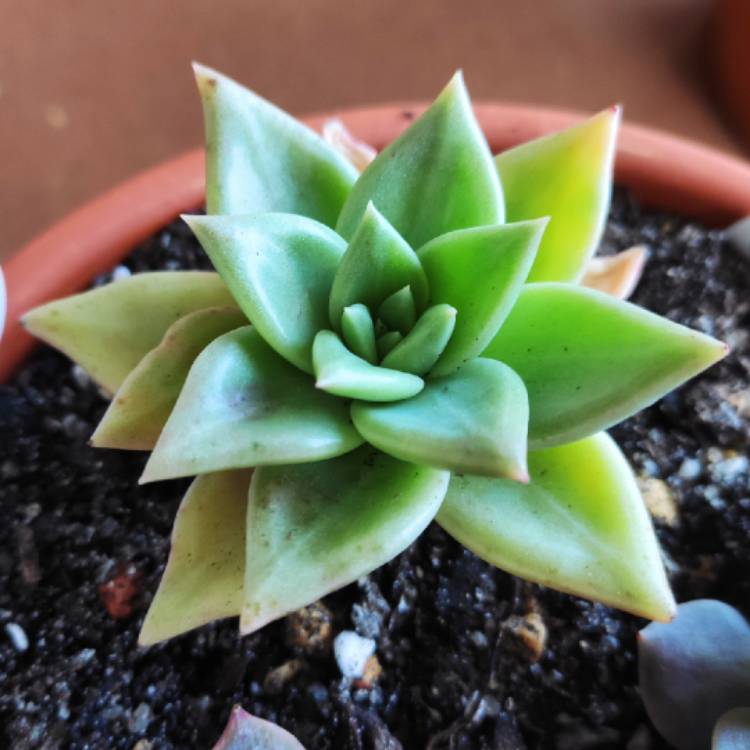Plant image Echeveria Agavoides Amethystinum