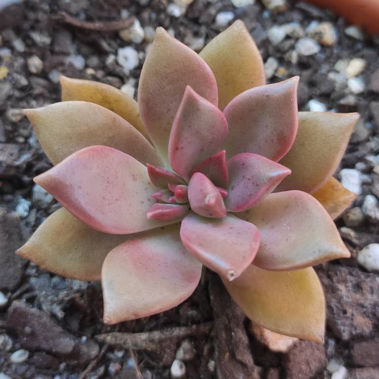 plant image 1386539